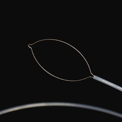 Maw typus externis corporis forcipes